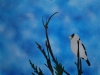 grossbeak